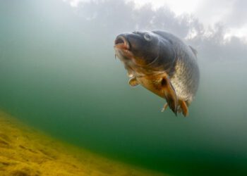 Grand Prix z karpiem w tle