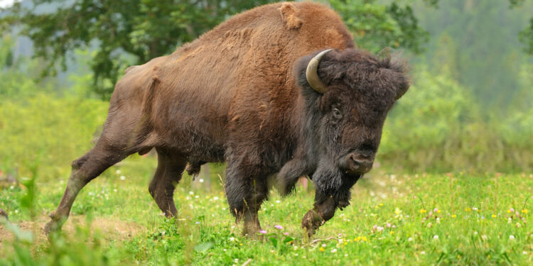 Leśnicy z Radomia odłowili Bizona Amerykańskiego