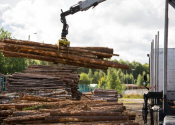Sądowy finał sprawy wyprowadzenia drewna z miejskich wycinek do prywatnego tartaku