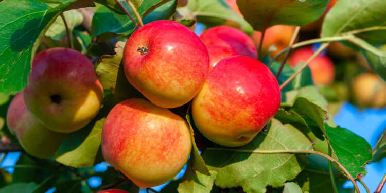 Owocowa uczta z Janem Kochanowskim