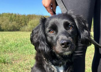 Edwin – piesek ze Schroniska dla Bezdomnych Zwierząt w Radomiu