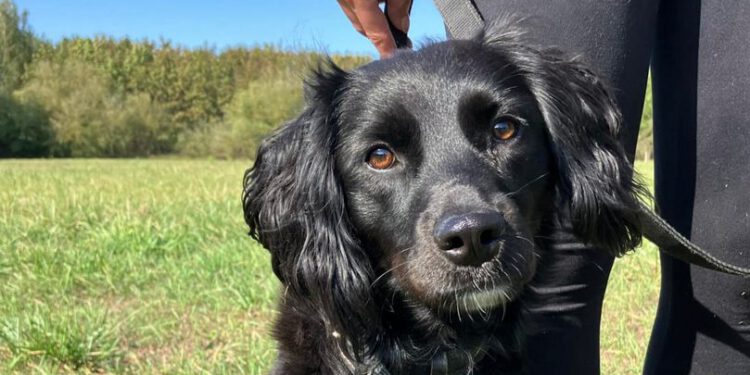 Edwin – piesek ze Schroniska dla Bezdomnych Zwierząt w Radomiu