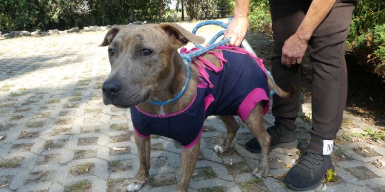 Fiona z radomskiego schroniska szuka domu