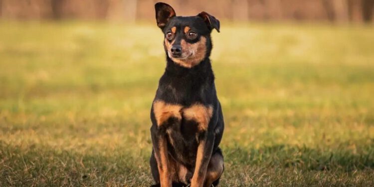 Psiak Grot gotowy na adopcję