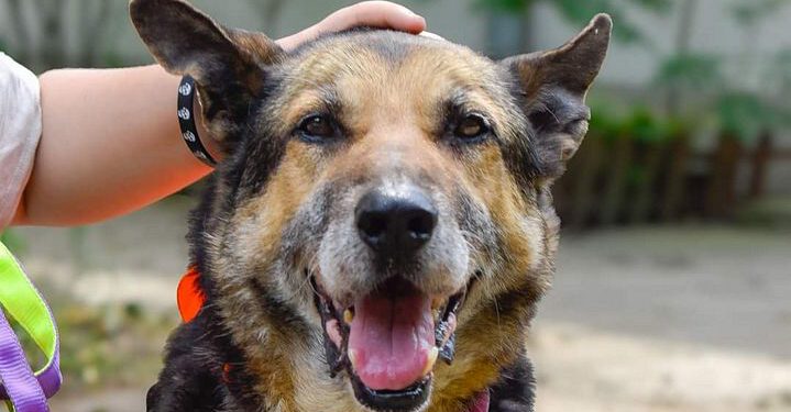 Pies Huzar z radomskiego schroniska czeka na nowy dom