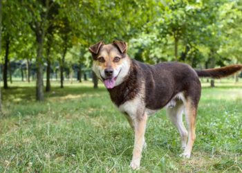 Poznajcie psa Kasztana z radomskiego schroniska!