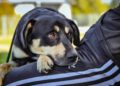 Romek do adopcji
