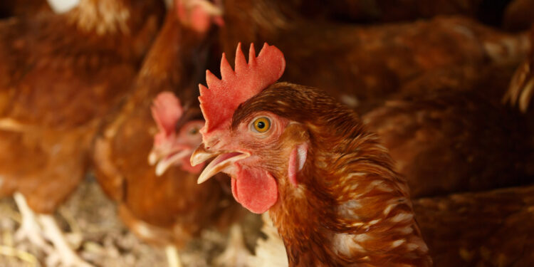 Pożar kurnika w gminie Stara Błotnica. Spłonęło ponad 5 tysięcy kur