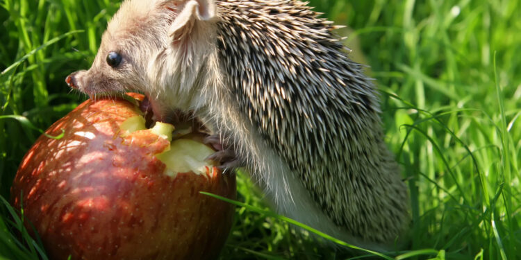 O jeżach w Amfiteatrze