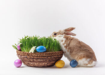 Wielkanoc oczami Radomian