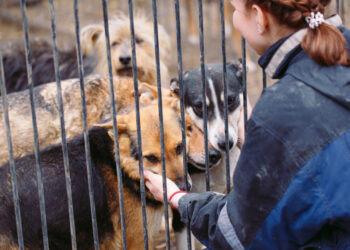 Modernizacja Gminnego Przytuliska dla Zwierząt w Iłży