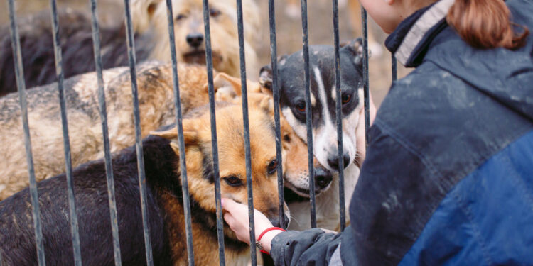 Modernizacja Gminnego Przytuliska dla Zwierząt w Iłży