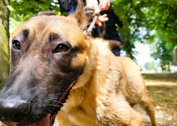 Nowy pies służbowy w radomskiej komendzie rozpoczął szkolenie