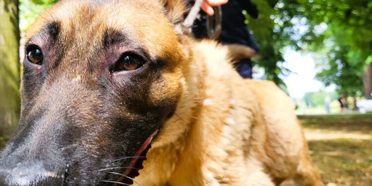 Nowy pies służbowy w radomskiej komendzie rozpoczął szkolenie