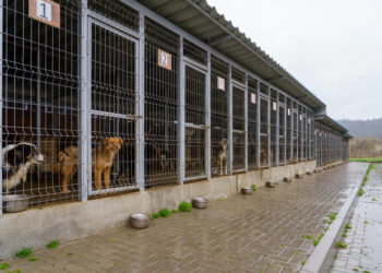 Budowa Schroniska dla Bezdomnych Zwierząt i małe inwestycje w ramach programu „Miasto Przyjaznych Zmian”