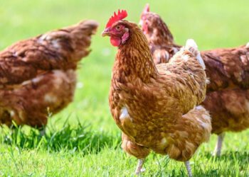 Powiat radomski wśród 19 objętych nowymi obostrzeniami.Wojewoda wprowadza zasady chroniące hodowle drobiu