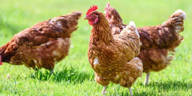 Powiat radomski wśród 19 objętych nowymi obostrzeniami.Wojewoda wprowadza zasady chroniące hodowle drobiu