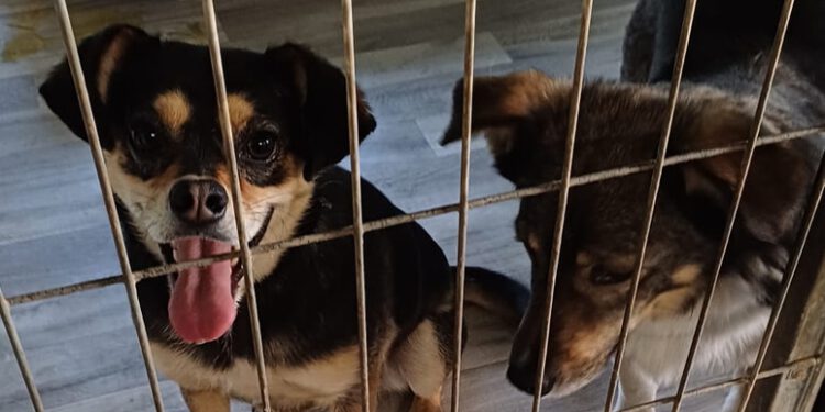 Schronisko w Mąkosach: adopcje ruszyły, ale potrzeby wciąż są ogromne