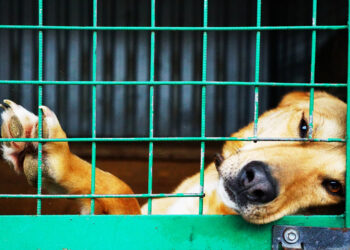 Schronisko w Mąkosach: adopcje ruszyły, ale potrzeby wciąż są ogromne