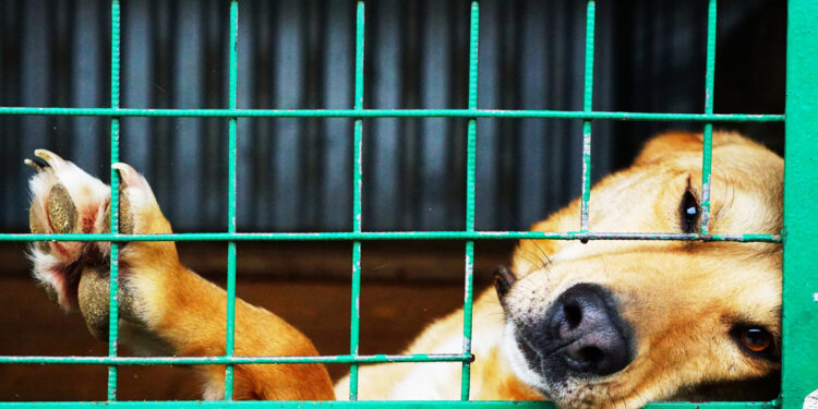 Schronisko w Mąkosach: adopcje ruszyły, ale potrzeby wciąż są ogromne