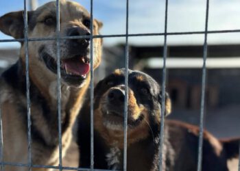 80 psów w schronisku „Kocham Psisko”. Pomoc wciąż pilnie potrzebna