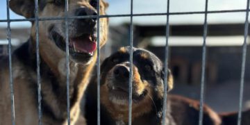 80 psów w schronisku „Kocham Psisko”. Pomoc wciąż pilnie potrzebna