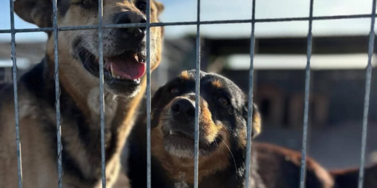 80 psów w schronisku „Kocham Psisko”. Pomoc wciąż pilnie potrzebna