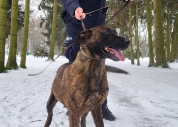 Do służby w Radomiu dołączy „Zebra”