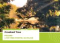 Szydłowieckie Krzywe Drzewo znalazło się na podium w konkursie Europen Tree of the Year