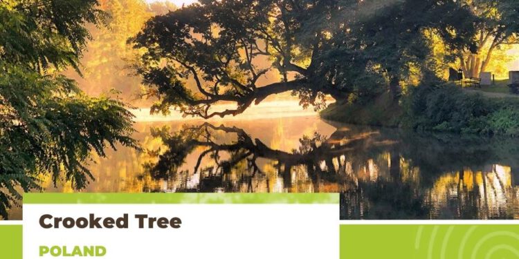 Szydłowieckie Krzywe Drzewo znalazło się na podium w konkursie Europen Tree of the Year