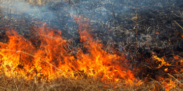 Tragiczny finał pożaru trawy w Pionkach