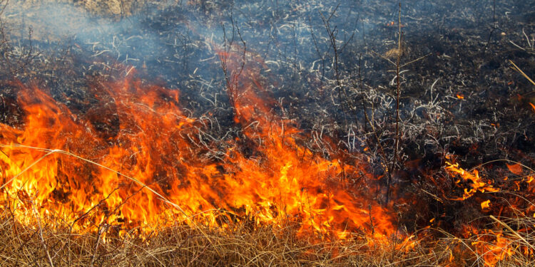 Tragiczny finał pożaru trawy w Pionkach