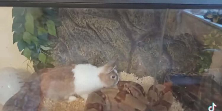 Okrutne nagrania z Radomia. Jest reakcja służb i zarzuty dla 45-latka