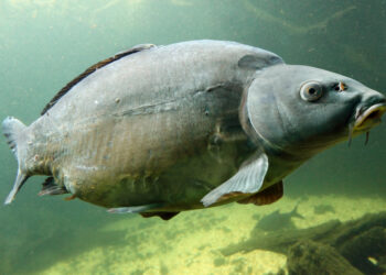 Taaaaaakie karpie w Jagodnie