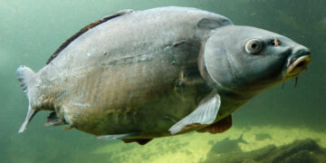 Taaaaaakie karpie w Jagodnie