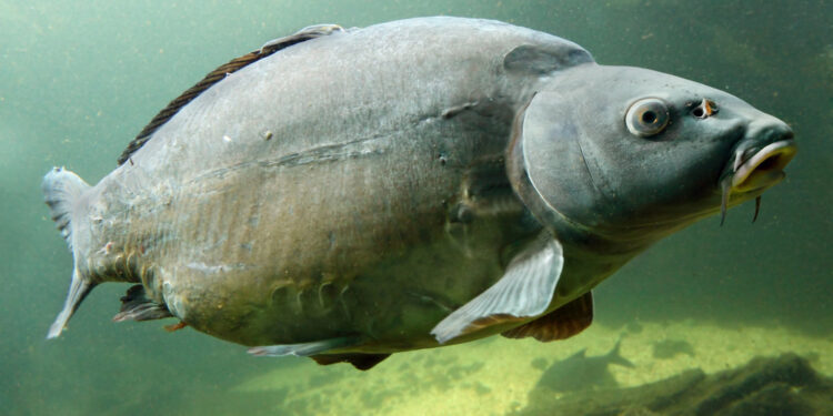 Taaaaaakie karpie w Jagodnie