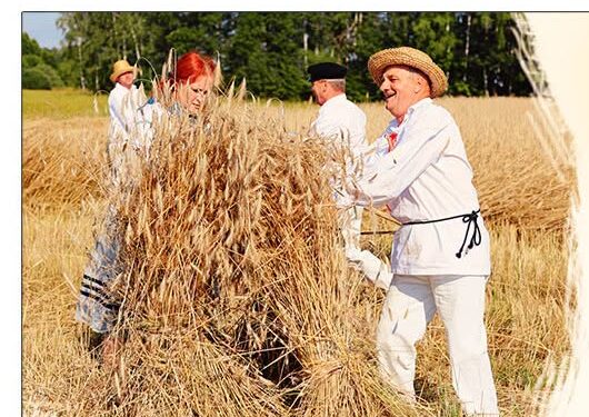 Do Wolskiej Dąbrowy wraca klimat dawnych żniw!