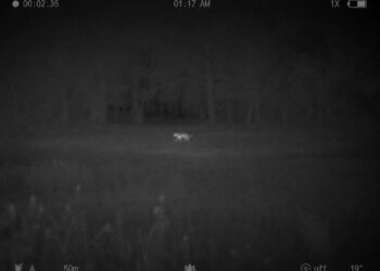 Puma widziana na Mazowszu