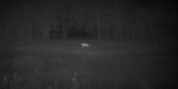 Puma widziana na Mazowszu