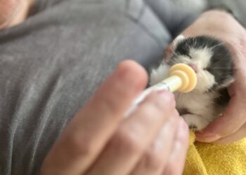 Więźniowie zaopiekują się kotami